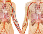 L'entraînement ne change pas les dimensions cardiaques
