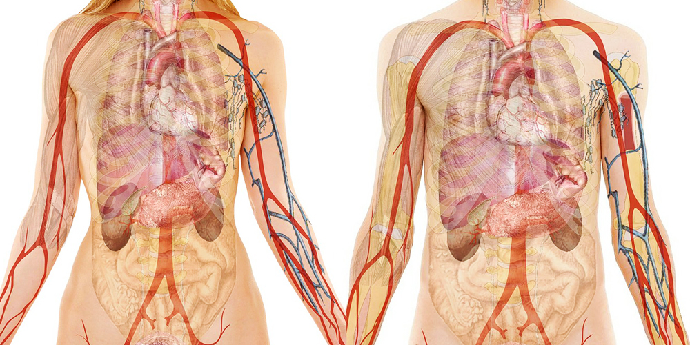 L'entraînement ne change pas les dimensions cardiaques