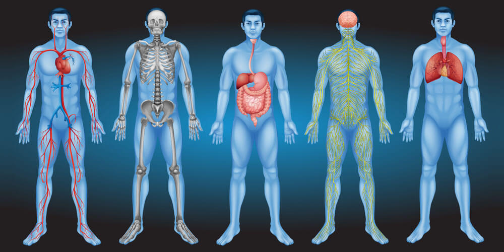 Les déterminants physiologiques du VO2max