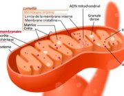 Surprenante multiplication des mitochondries musculaires avec l’entraînement en sprints de 4 secondes