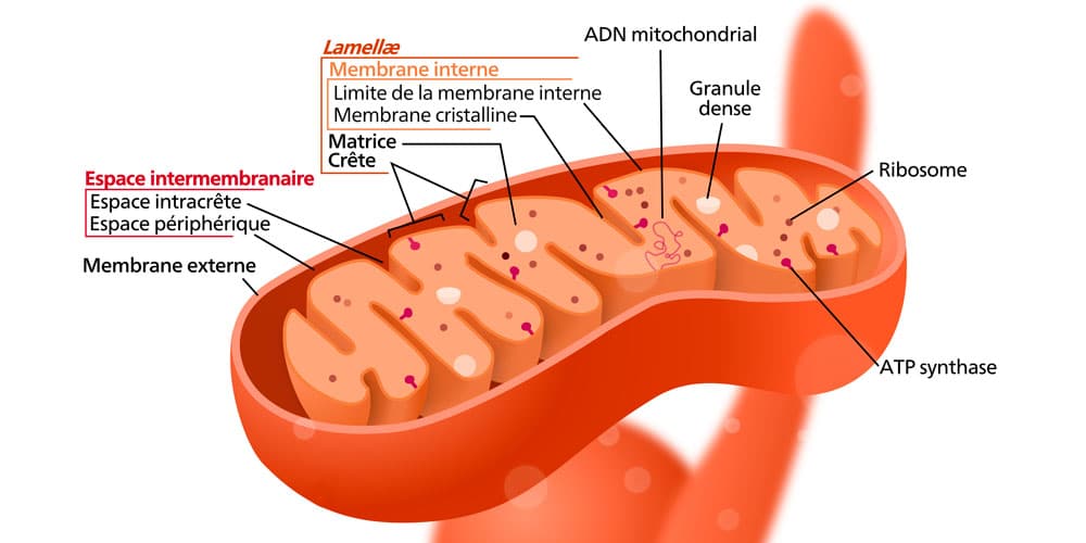 Surprenante multiplication des mitochondries musculaires avec l’entraînement en sprints de 4 secondes
