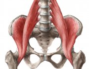 Le trop souvent négligé muscle ilio-psoas