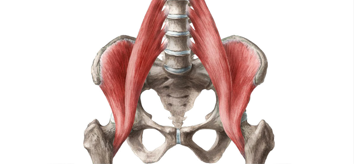 Le trop souvent négligé muscle ilio-psoas
